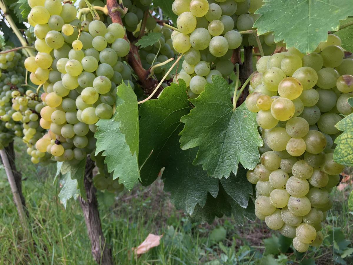 Tenuta Guardastelle - And Vineyard *